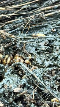 Fly Larvae In The Mud. - closeup. vertical shot