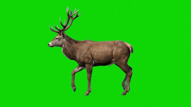 A majestic male red deer stag with large antlers walks gracefully in side profile view against a vibrant green screen backdrop. This loopable walking animation is perfectly isolated for seamless wildl