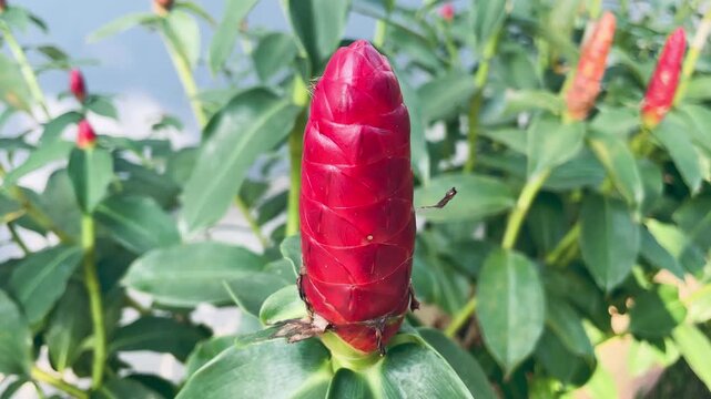Close up of Costus spicatus leaves and spiral stem structure, highlighting rich green textures and tropical botanical details in natural outdoor light.