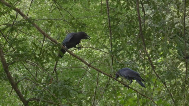 Pair of Crows On The Tree Branch In The Woods - Shinjuku Gyoen National Garden In Tokyo, Japan. - closeup shot