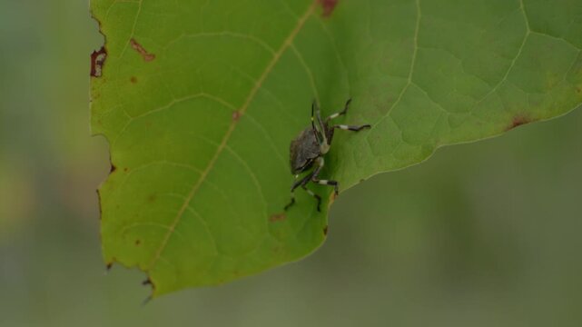 Stink Bug Perched On The Green Leaves. - closeup shot