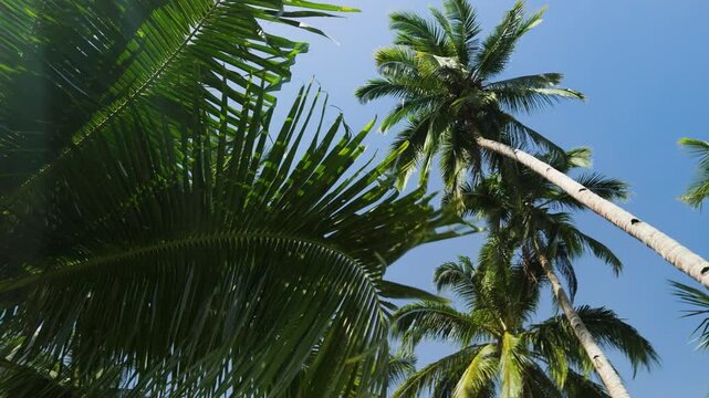 Ground-level panning view through lush coconut palms and fan palm fronds against clear blue sky in tropical Palawan Philippines