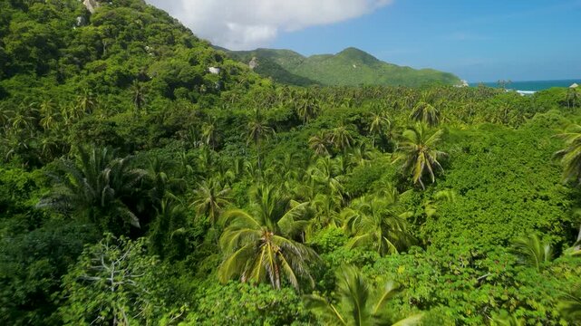Aerial forward flight above lush palm forest jungle canopy and green mountains with Caribbean coast in Parque Tayrona near Santa Marta Colombia