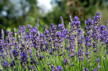 Obraz premium Blooming Lavender flowers in the garden. Lavandula Angustifolia in the bloom.