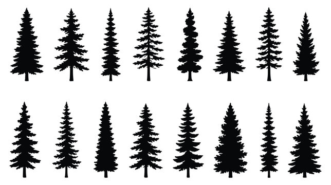 Silhouette of three evergreen pine trees standing tall in a forest. Christmas tree icon set. Vector illustration of pine silhouette. pine tree set. EPS 10. 