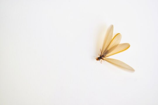 A clear macro studio shot of a winged termite alate insect resting on a solid white surface, highlighting its wing veins and body structure for biology, entomology, or pest control reference.