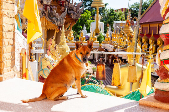 Temple dog at Wat Tai Phrachao Yai Ong Tue, Ubon Ratchathani, Thailand. Buddhist temple with traditional decorations and sculptures. Outdoor scene with guardian statues and cultural art.