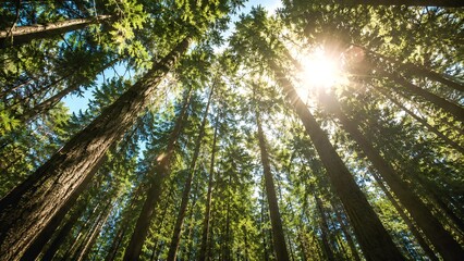 Fototapeta premium Sunlit Forest Canopy