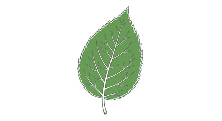 Fototapeta premium Single green leaf with white veins.