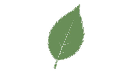 Fototapeta premium Single Green Leaf with White Veins.