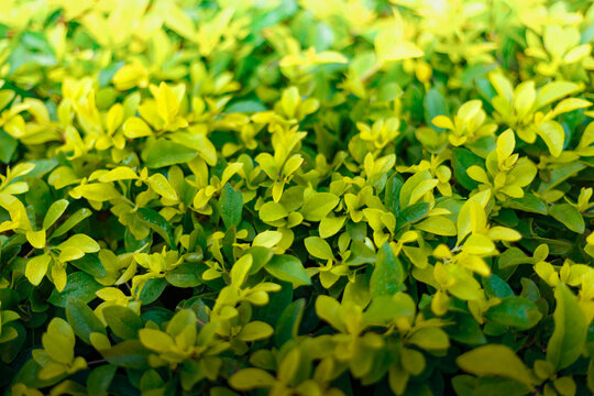 Vibrant green foliage of duranta erecta fills the frame. Soft focus highlights delicate, glossy leaves. Sunlight enhances natural textures and shades. Ideal for nature, gardening, or eco-themed design