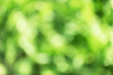Fototapeta premium blurred photo of green park for background