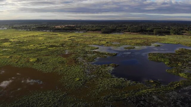 Top view of swamp and lake surface, dense green aquatic vegetation forming textured natural landscape. Ideal for nature, travel, environment, wetland, and cinematic landscape projects.
