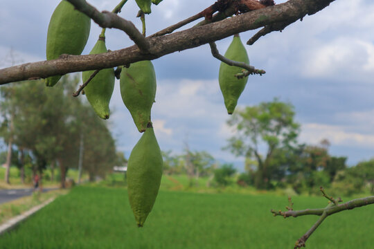 Kapok on tree, Ceiba pentandra or White silk cotton tree (Ceiba pentandra Gaertn. Wong) Bombacaceae. kapok seeds with white fiber for making pillow isolated on white background