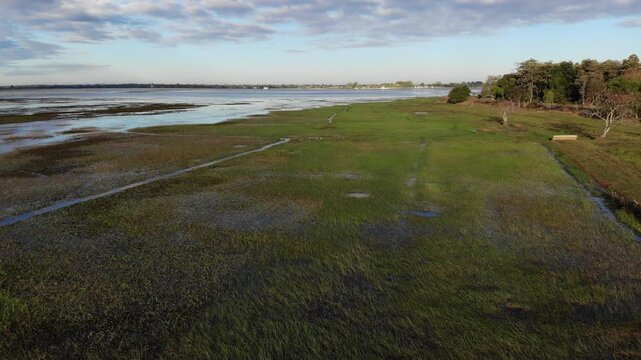 Top view of swamp and lake surface, dense green aquatic vegetation forming textured natural landscape. Ideal for nature, travel, environment, wetland, and cinematic landscape projects.