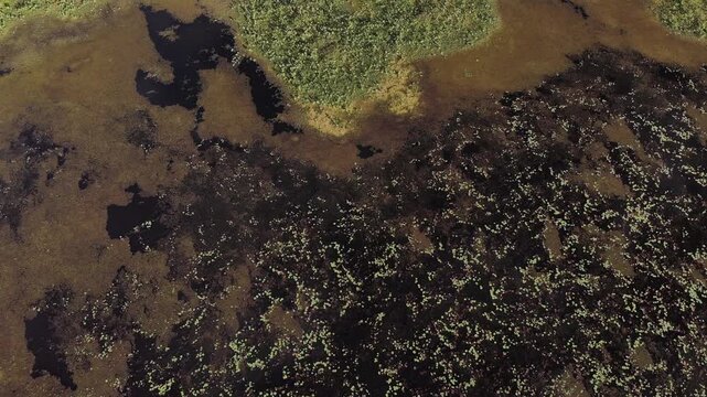 Top view of swamp and lake surface, dense green aquatic vegetation forming textured natural landscape. Ideal for nature, travel, environment, wetland, and cinematic landscape projects.