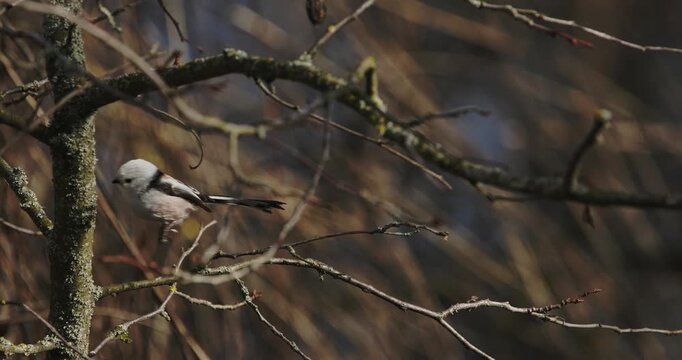 Wild Long-tailed Tit Aegithalos caudatus perched on a tree branch in winter