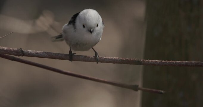 Long-tailed tit hanging on thin branch in early spring forest