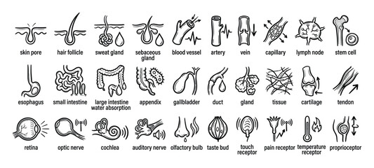 Fototapeta premium Set of human anatomy and physiology line icons for biology lessons and medical healthcare education