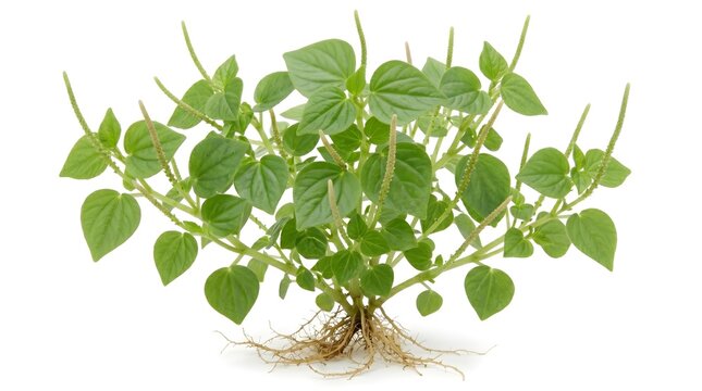 Whole Sirih Cina Plant with Roots Isolated on White Background - Peperomia Pellucida