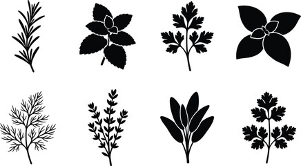Fresh culinary herbs black silhouettes icon set featuring rosemary mint parsley basil dill thyme sage and cilantro © MdAbdur