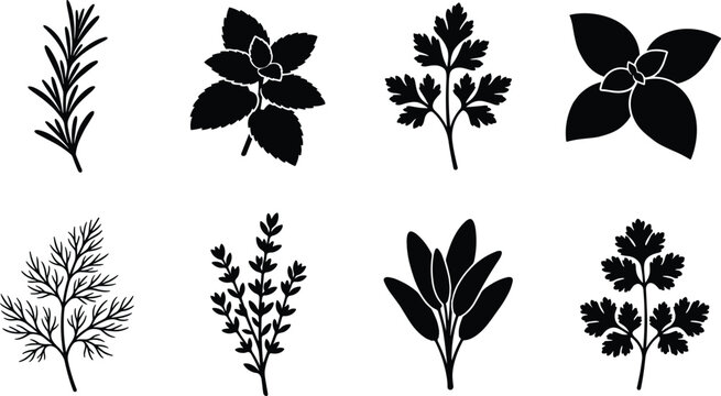 Fresh culinary herbs black silhouettes icon set featuring rosemary mint parsley basil dill thyme sage and cilantro