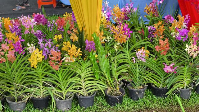 Various orchid seedling species grow in polybags inside a commercial nursery. Customers browse the selection. They choose their favorite young plants.