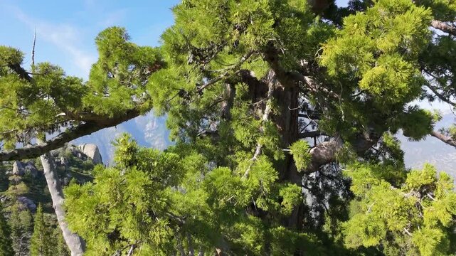 Aerial drone footage moves through the upper branches and green foliage of a giant sequoia tree, revealing dense canopy growth and rugged limbs near Sequoia and Kings Canyon National Park, California.