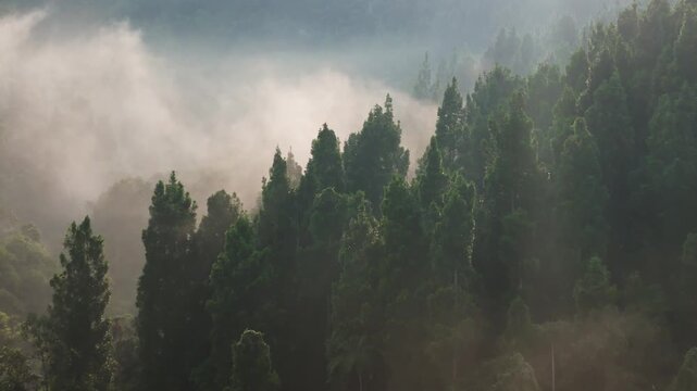 Mystical rainforest canopy with haze and sunlight, ideal for environmental storytelling and wild nature
