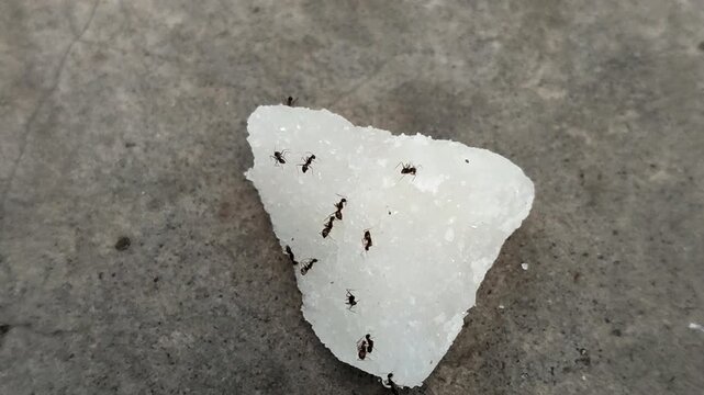 Black ants swarm and eat chunks of white rock sugar	