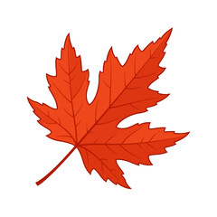 Fototapeta premium A vibrant red maple leaf isolated on a white background