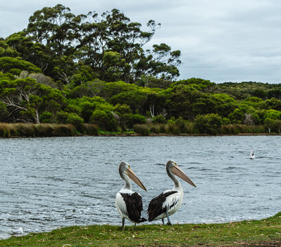 Australian pelicans standing on grassy river bank