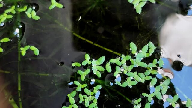 Duckweed (Lemna minor) floating on calm pond water surface. Natural aquatic plant that absorbs toxic impurities and heavy metals from wastewater