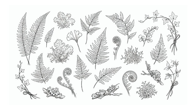 Vintage botanical fern and leaf line art collection, hand drawn forest greenery vector set, elegant black and white floral foliage illustrations