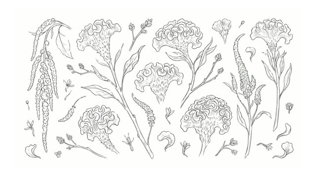 Vintage botanical line art of celosia and amaranth flowers, hand drawn floral vector set, elegant black and white garden plant illustrations