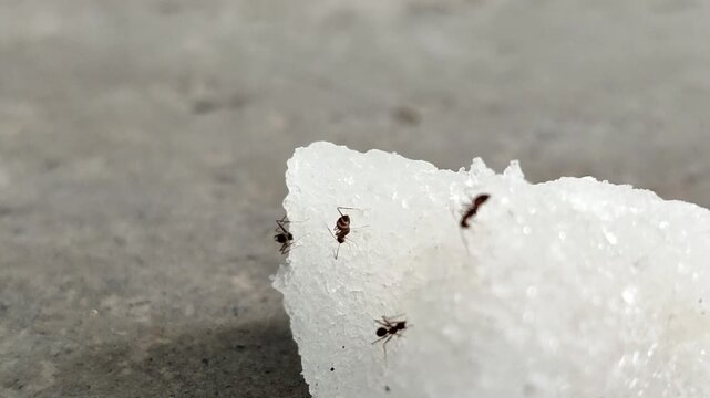 Black ants swarm and eat chunks of white rock sugar