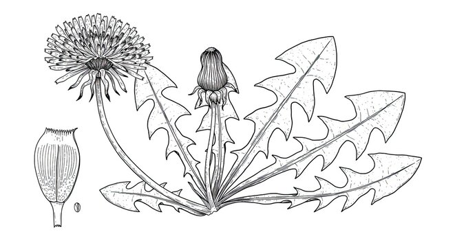A detailed illustration of a dandelion plant with leaves and seeds.