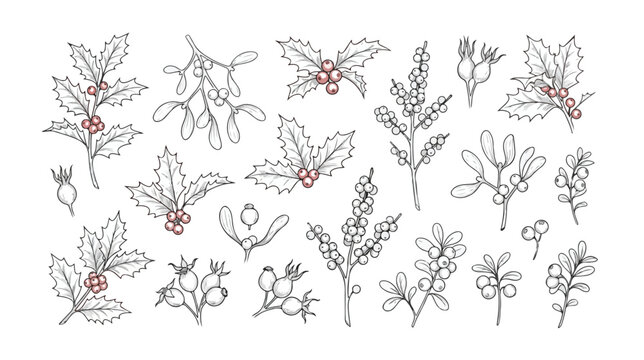 Vintage Christmas botanical line art set, hand drawn holly and mistletoe winter berries, rustic holiday floral vector illustrations