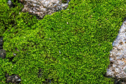 close up of green moss in nature background.
Green moss background. Close up of green moss texture. Green moss background.
