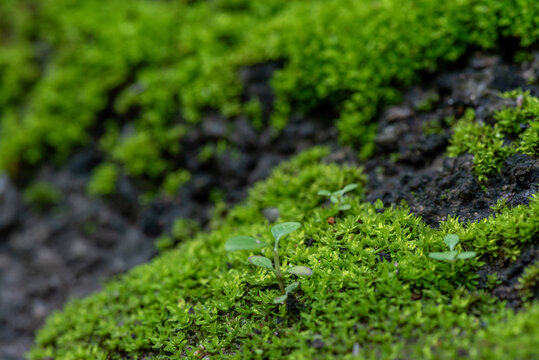 close up of green moss in nature background.
Green moss background. Close up of green moss texture. Green moss background.