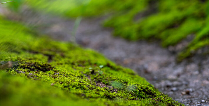 close up of green moss in nature background.
Green moss background. Close up of green moss texture. Green moss background.