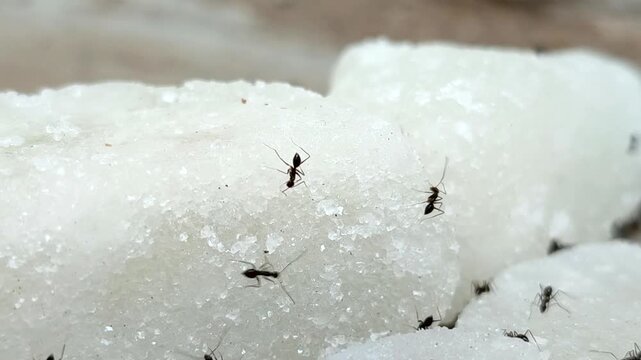 Black ants swarm and eat chunks of white rock sugar	