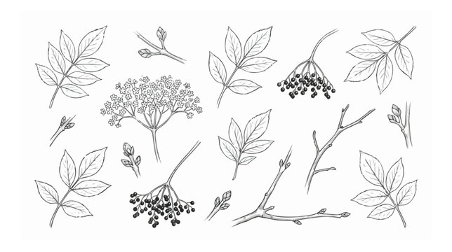 Vintage elderberry botanical illustration set, hand drawn elderberry flowers and berries vector, black and white medicinal herb sketches for packaging