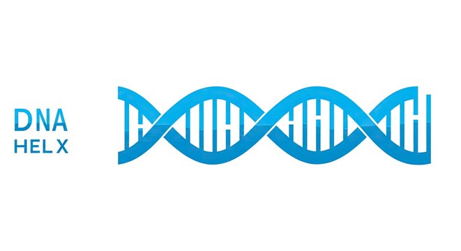 DNA helix structure illustration represents genetic code