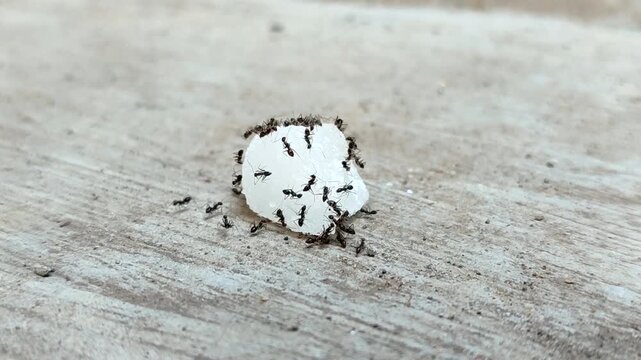 Black ants swarm and eat chunks of white rock sugar