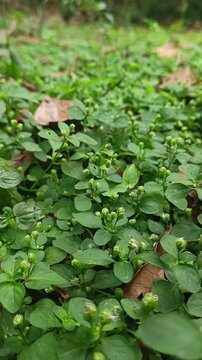 Green leafy plants cover the forest ground in a lush carpet of dense vegetation and small budding flowers.