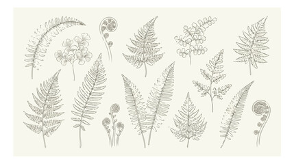 Vintage botanical fern leaf illustrations, hand drawn forest foliage vector set, antique sketch of garden greenery and wild fern fronds © HayeGareebi