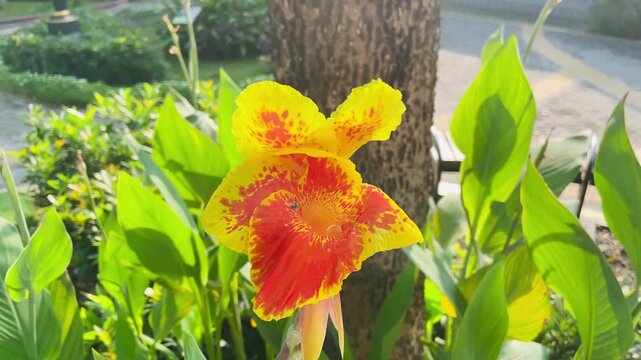 Orange Canna indica (canna lily) flowers in full bloom in a lush garden, striking tropical colors with dense green foliage, natural botanical photography outdoors.