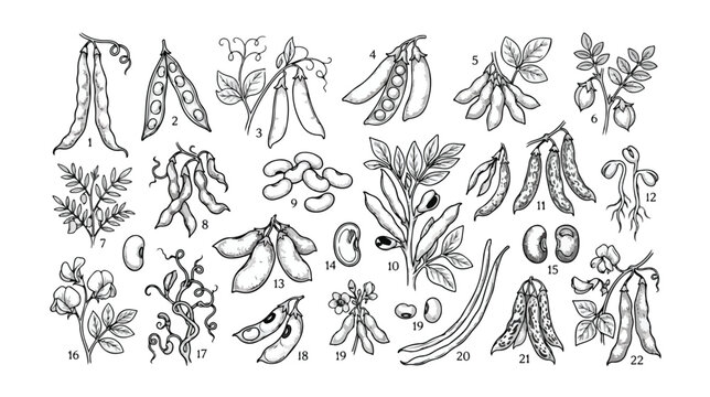 Vintage botanical legume illustrations, set of 22 hand drawn bean and pea pods, black ink line art of agricultural pulses and seeds for organic food packaging