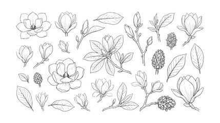 Vintage magnolia flower line art set, hand drawn botanical floral sketches with leaves and buds, elegant black and white garden vector illustrations © HayeGareebi